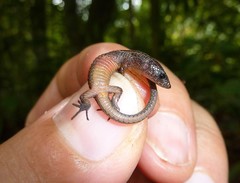 Cali Shade Lizard photo 3