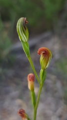 Pterostylis furva