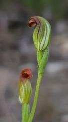 Pterostylis furva