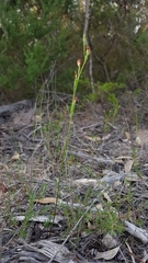 Pterostylis furva