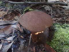 Tylopilus brunneus