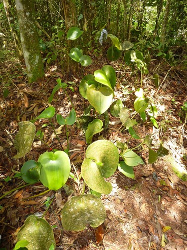 Pleurothallis marthae, photograph 2