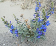 Penstemon acuminatus