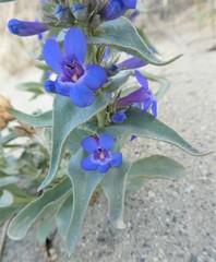 Penstemon acuminatus