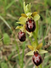 Ophrys sphegodes provincialis