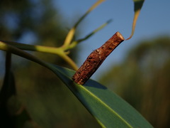 Hemibela
