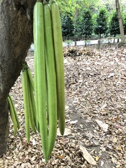 Parmentiera cereifera