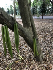 Parmentiera cereifera