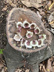 Parmentiera cereifera