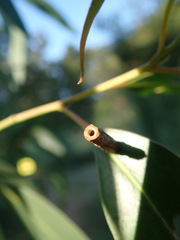 Hemibela