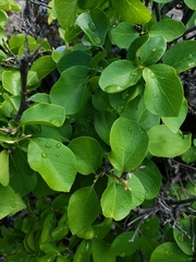 Styrax redivivus