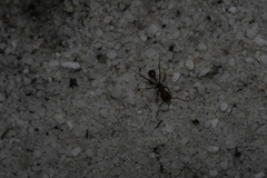 Ocymyrmex barbiger