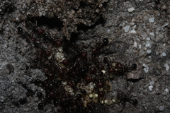 Ocymyrmex barbiger