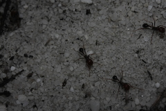 Ocymyrmex barbiger