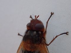 Microtropesa sinuata