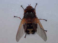 Microtropesa sinuata