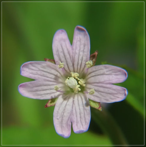 Northern Willowherb
