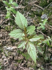 Causonis japonica