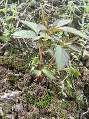 Causonis japonica