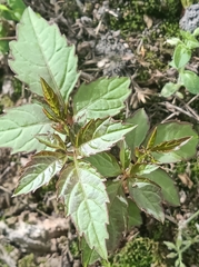Causonis japonica