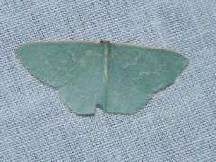 Chlorocoma melocrossa