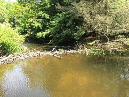 American Beaver photographed in Pennsylvania
