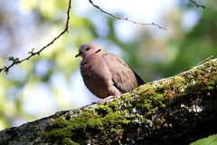 Streptopelia semitorquata