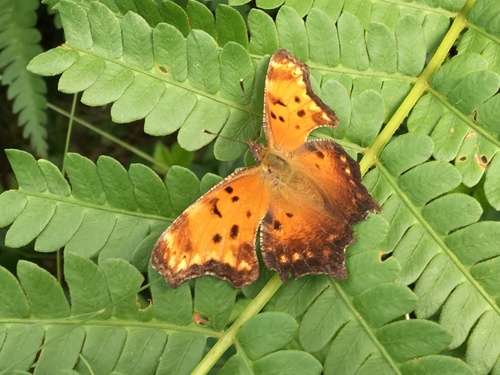 Gray Comma photo 6