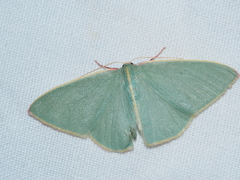 Chlorocoma assimilis