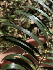 Macrozamia lucida