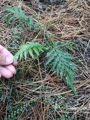 Asplenium appendiculatum appendiculatum