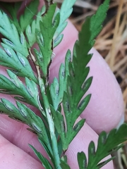 Asplenium appendiculatum appendiculatum