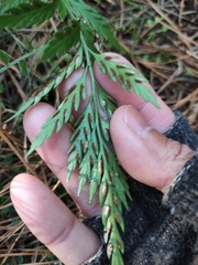 Asplenium appendiculatum appendiculatum