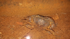 Austrothelphusa transversa