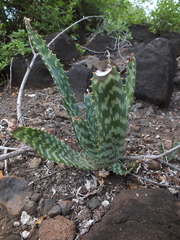 Aloe vandermerwei