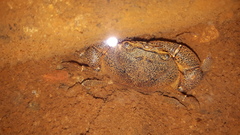 Austrothelphusa transversa