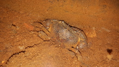 Austrothelphusa transversa