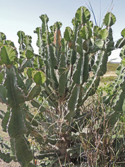 Euphorbia magnicapsula