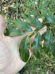 Casearia multinervosa