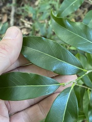 Casearia multinervosa