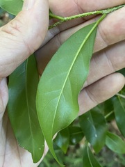 Casearia multinervosa