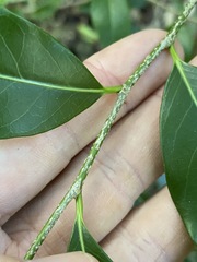 Casearia multinervosa