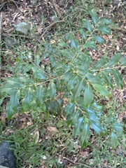 Casearia multinervosa