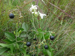 Jasminum fluminense fluminense