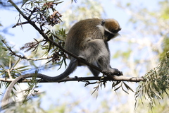 Chlorocebus aethiops