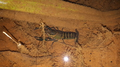 Cherax quadricarinatus