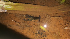 Cherax quadricarinatus