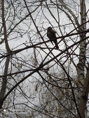 Turdus pilaris
