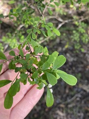 Synostemon albiflorus