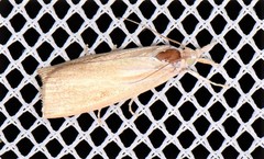 Calamotropha